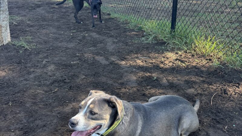 Allied Gardens Dog Park - San Diego, CA