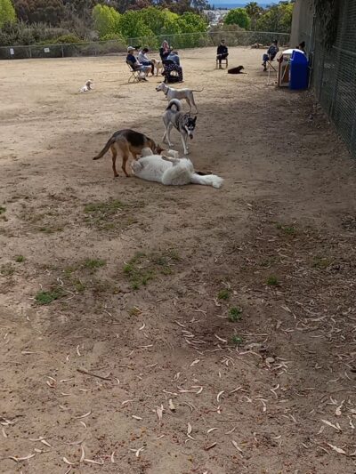 Doyle Dog Park - San Diego, CA