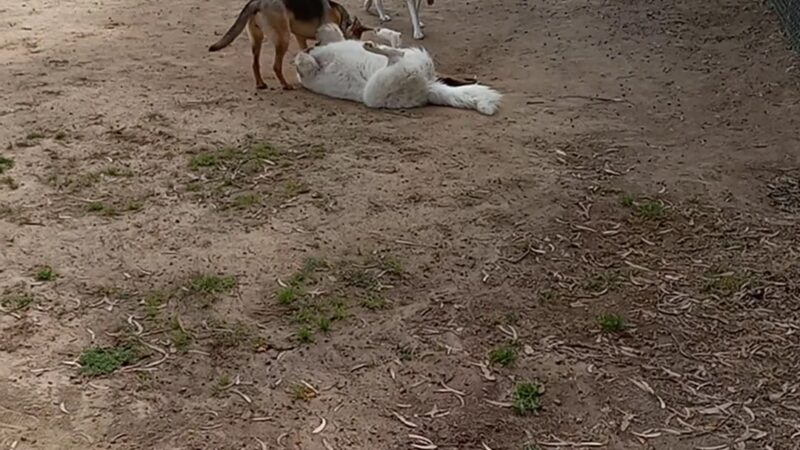 Doyle Dog Park - San Diego, CA