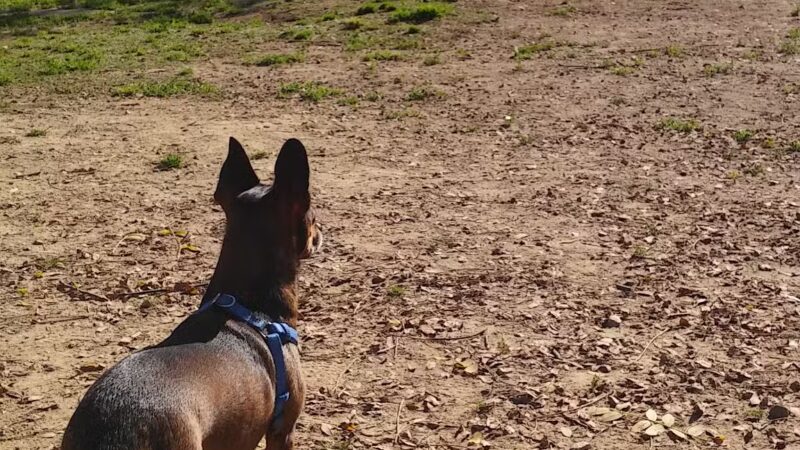 Nobel Leash-Free Park - San Diego, CA