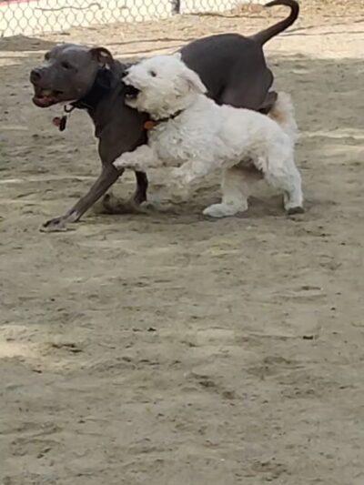 Nobel Leash-Free Park - San Diego, CA