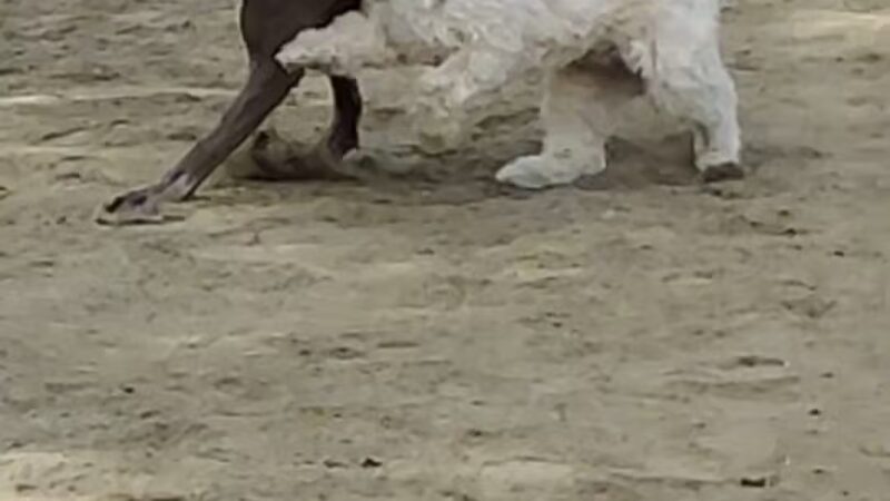 Nobel Leash-Free Park - San Diego, CA