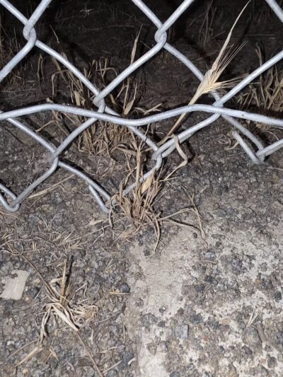 Paradise Hills Dog Park - San Diego, CA