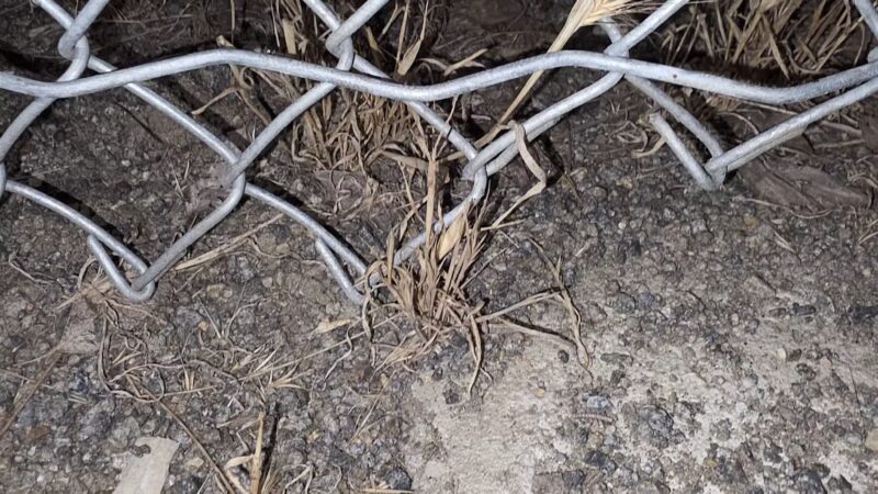 Paradise Hills Dog Park - San Diego, CA