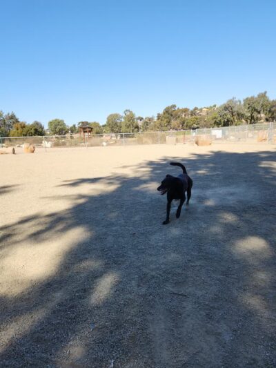Paradise Hills Dog Park - San Diego, CA