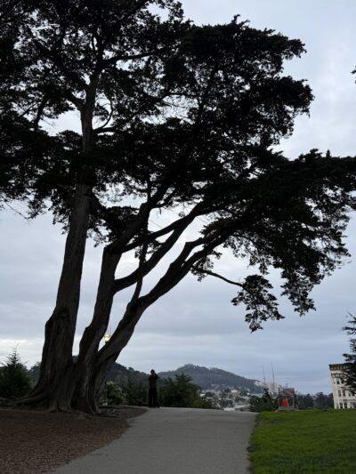 Alamo Square Dog Play Area - San Francisco, CA