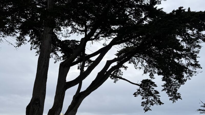 Alamo Square Dog Play Area - San Francisco, CA