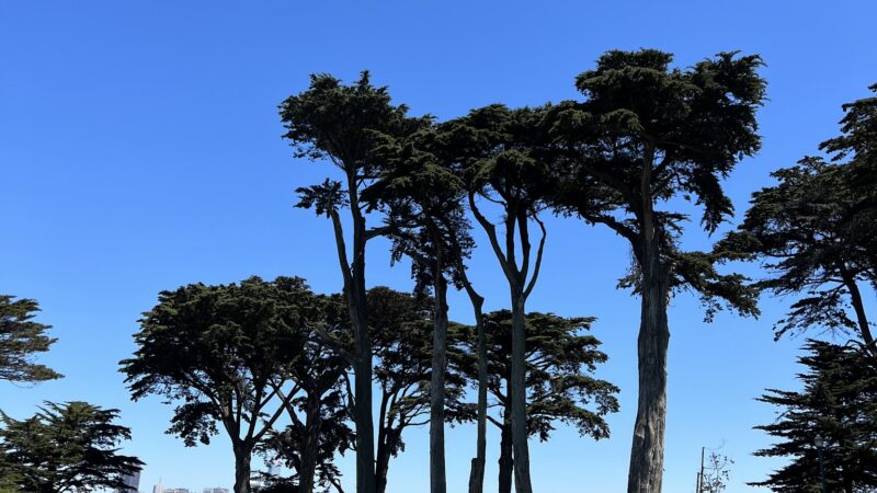 Alamo Square Dog Play Area - San Francisco, CA