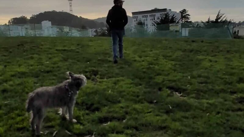 Alamo Square Dog Play Area - San Francisco, CA