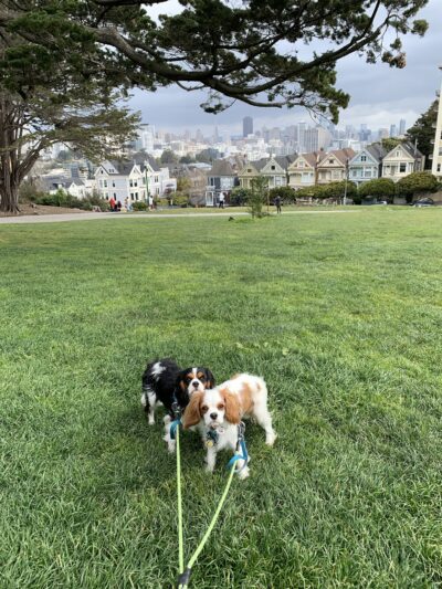 Alamo Square Dog Play Area - San Francisco, CA