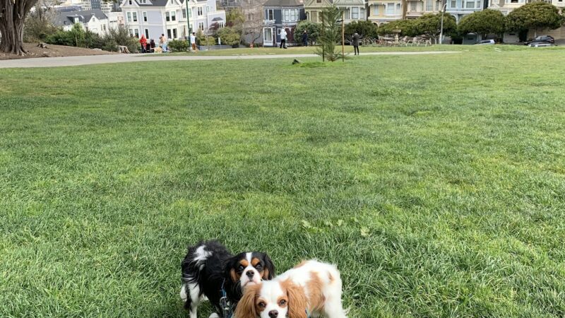 Alamo Square Dog Play Area - San Francisco, CA