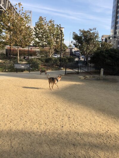 Rincon Hill Dog Park - San Francisco, CA