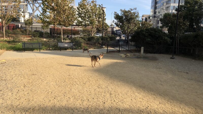 Rincon Hill Dog Park - San Francisco, CA