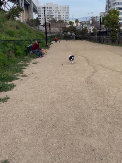 Rincon Hill Dog Park - San Francisco, CA
