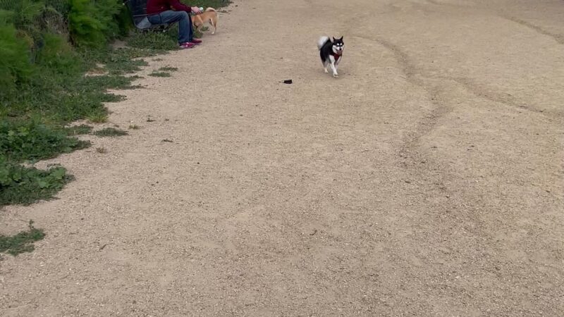 Rincon Hill Dog Park - San Francisco, CA