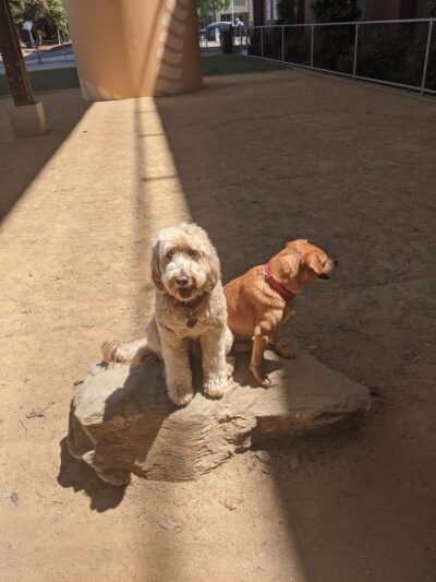 Avalon Dogpatch Dog Park - San Francisco, CA