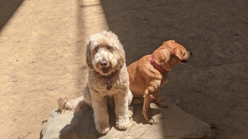 Avalon Dogpatch Dog Park - San Francisco, CA
