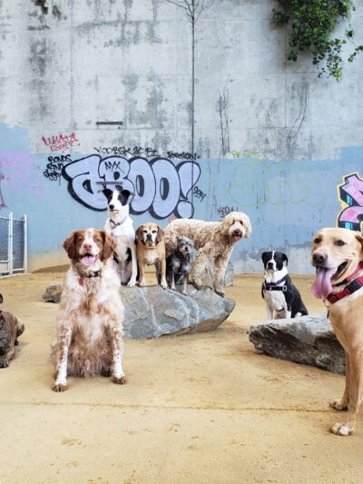Avalon Dogpatch Dog Park - San Francisco, CA