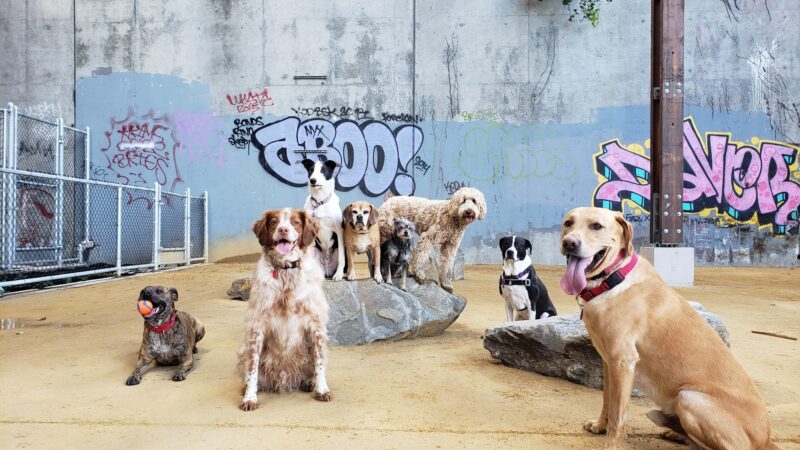 Avalon Dogpatch Dog Park - San Francisco, CA