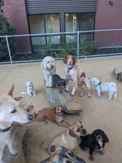 Avalon Dogpatch Dog Park - San Francisco, CA