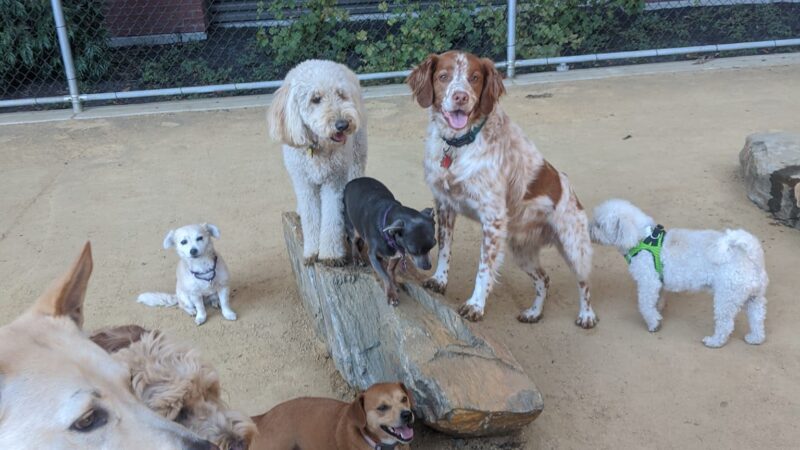 Avalon Dogpatch Dog Park - San Francisco, CA