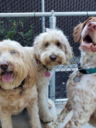 Avalon Dogpatch Dog Park - San Francisco, CA