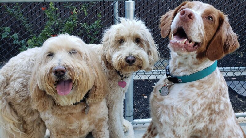 Avalon Dogpatch Dog Park - San Francisco, CA