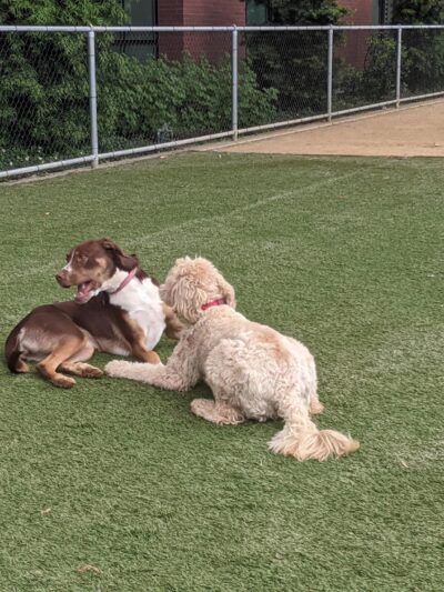 Avalon Dogpatch Dog Park - San Francisco, CA