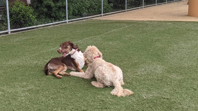 Avalon Dogpatch Dog Park - San Francisco, CA