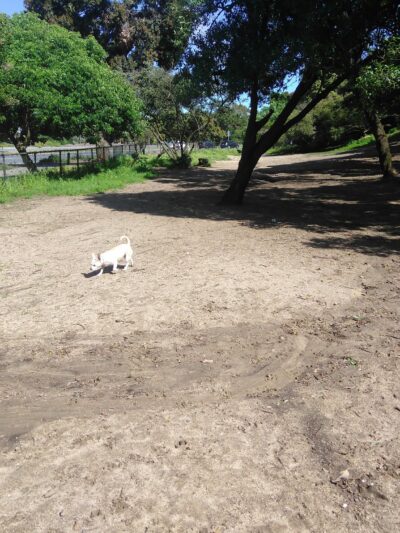 Brotherhood & Alemany Dog Play Area - San Francisco, CA