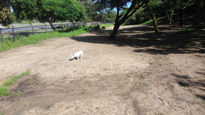 Brotherhood & Alemany Dog Play Area - San Francisco, CA