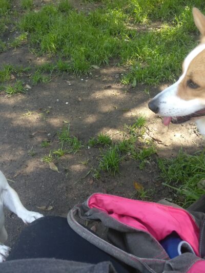 Brotherhood & Alemany Dog Play Area - San Francisco, CA