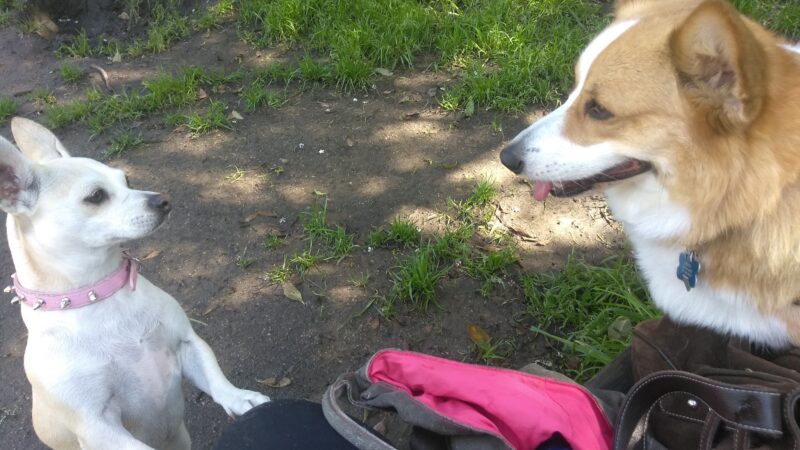 Brotherhood & Alemany Dog Play Area - San Francisco, CA