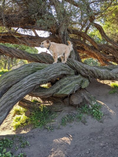 Brotherhood & Alemany Dog Play Area - San Francisco, CA