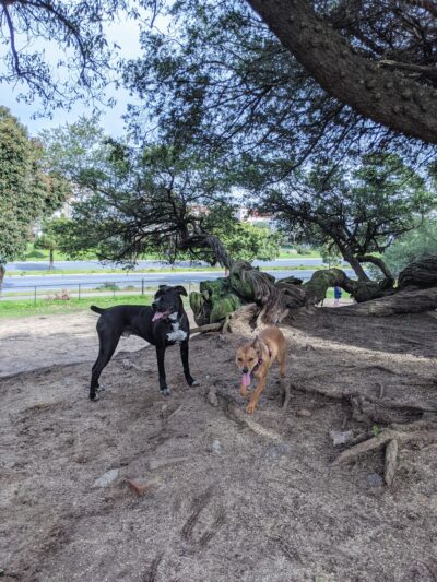 Brotherhood & Alemany Dog Play Area - San Francisco, CA