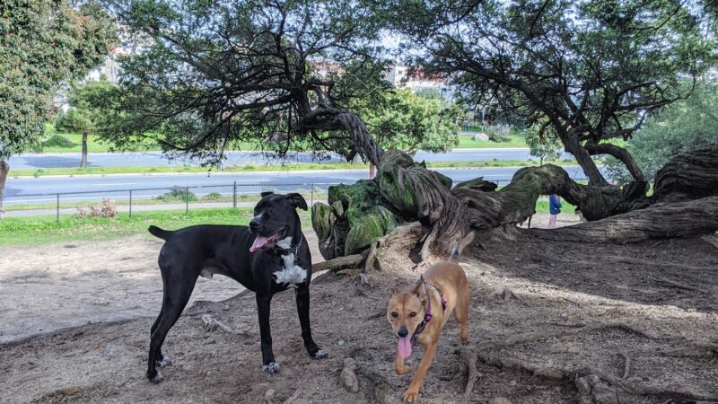 Brotherhood & Alemany Dog Play Area - San Francisco, CA
