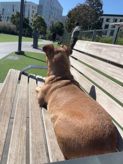 Channel Street Dog Park - San Francisco, CA