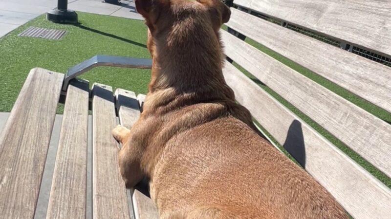 Channel Street Dog Park - San Francisco, CA