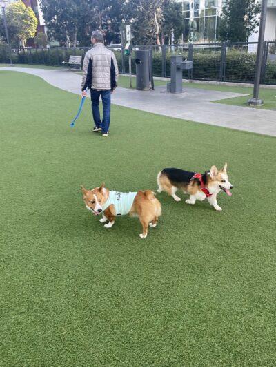 Channel Street Dog Park - San Francisco, CA