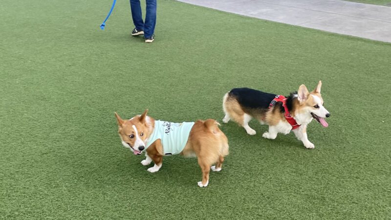 Channel Street Dog Park - San Francisco, CA