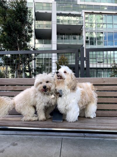 Channel Street Dog Park - San Francisco, CA