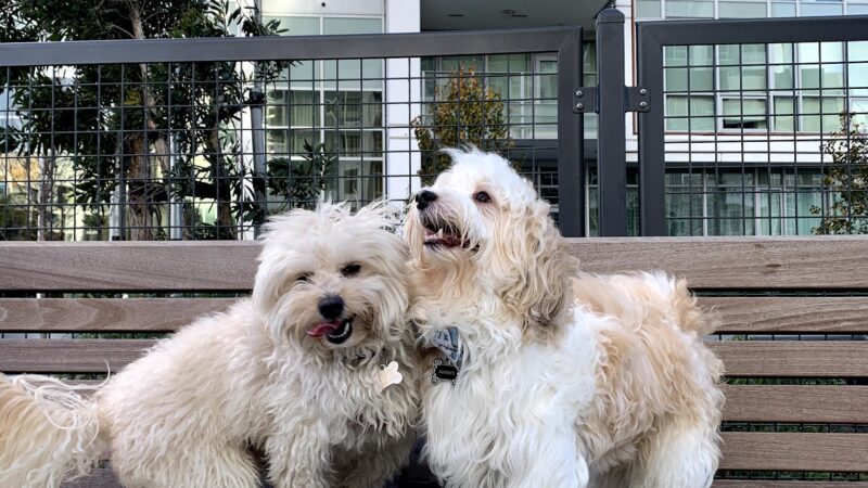 Channel Street Dog Park - San Francisco, CA
