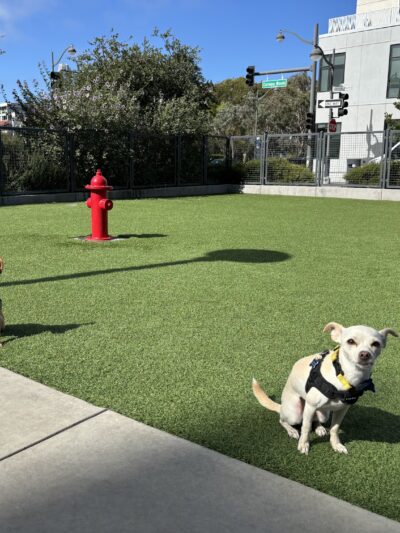 Channel Street Dog Park - San Francisco, CA