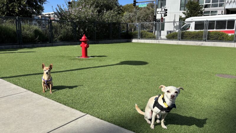 Channel Street Dog Park - San Francisco, CA