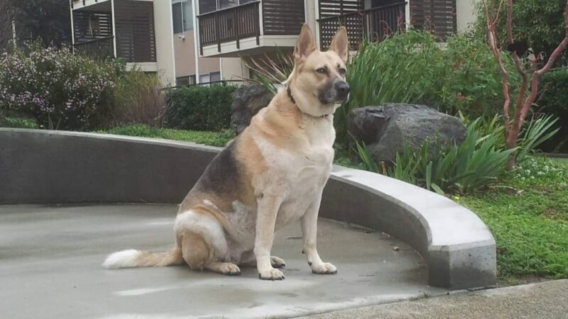 Jefferson Square Dog Play Area - San Francisco, CA