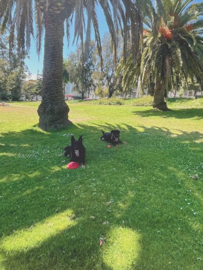 Jefferson Square Dog Play Area - San Francisco, CA