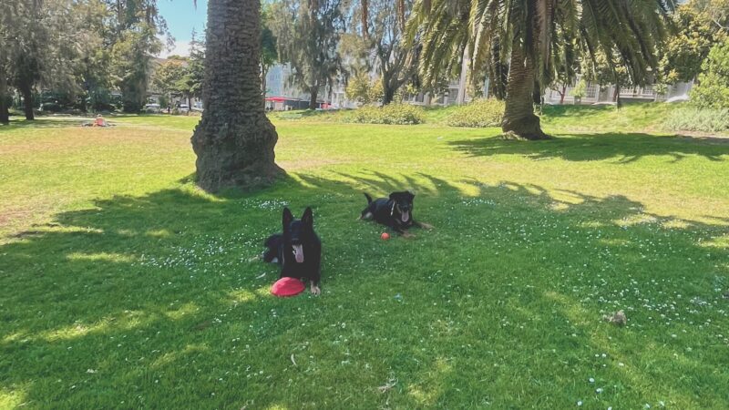 Jefferson Square Dog Play Area - San Francisco, CA