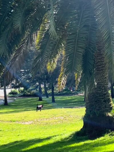 Jefferson Square Park - San Francisco, CA