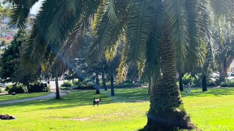 Jefferson Square Park - San Francisco, CA