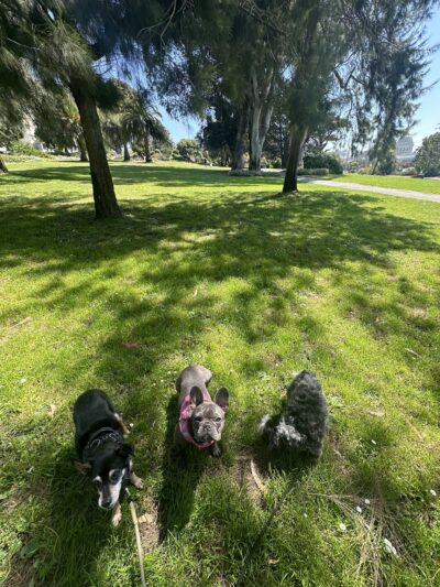 Jefferson Square Park - San Francisco, CA